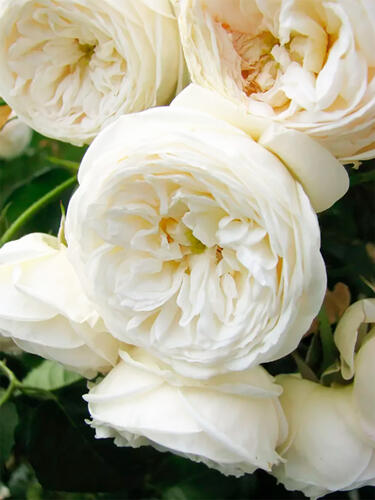 Роза флорибунда Артемис (Artemis)