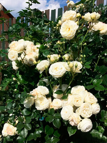 Роза флорибунда Артемис (Artemis)