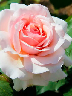 Роза чайно-гибридная Анна (Anna)