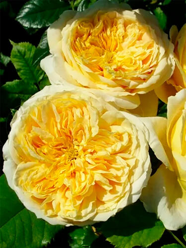 Роза шраб Голден Зест (Golden Zest)