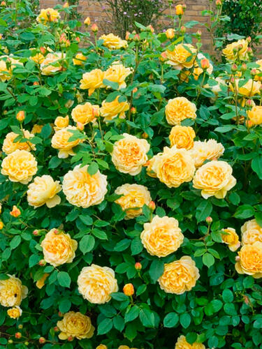 Роза шраб Голден Зест (Golden Zest)