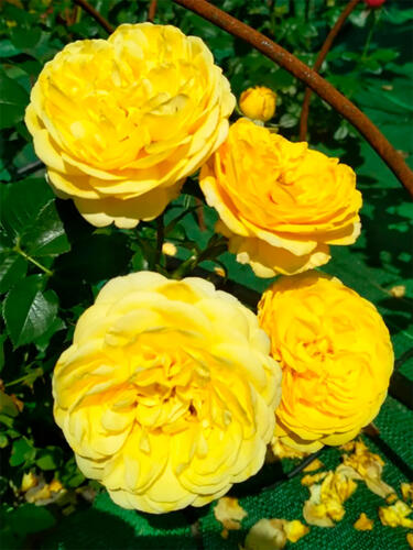 Роза флорибунда Инка (Inka)