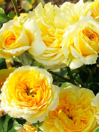 Роза флорибунда Инка (Inka)