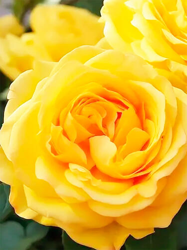 Роза флорибунда Инка (Inka)