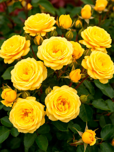 Роза флорибунда Инка (Inka)