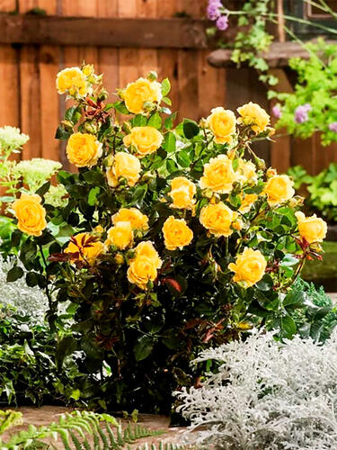 Роза флорибунда Инка (Inka)