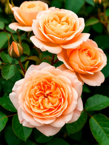 Роза английская кустовая Ти Клиппер (Tea Clipper)