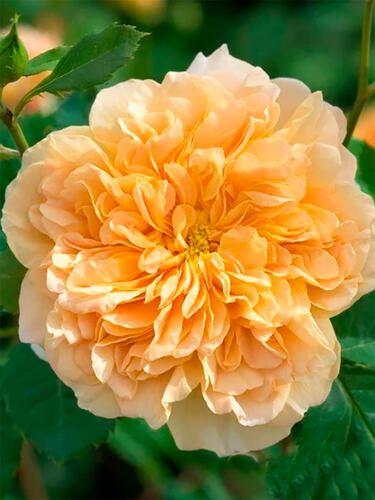 Роза английская кустовая Ти Клиппер (Tea Clipper)