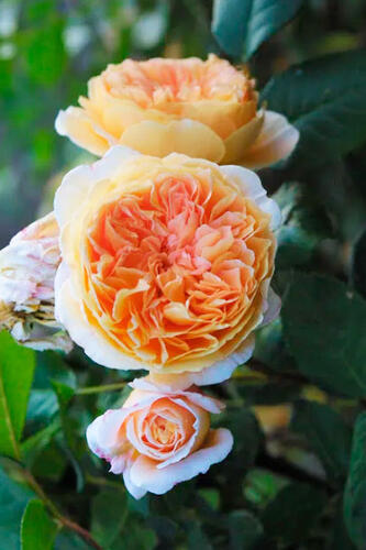 Роза английская кустовая Ти Клиппер (Tea Clipper)