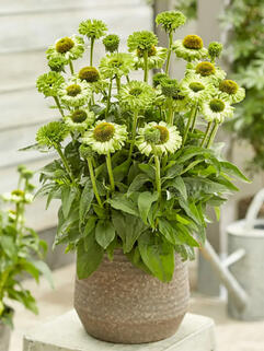 Эхинацея махровая SunSeekers Apple Green (Сансикер Эпл Грин)