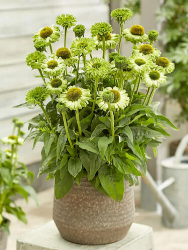 Эхинацея махровая SunSeekers Apple Green (Сансикер Эпл Грин)