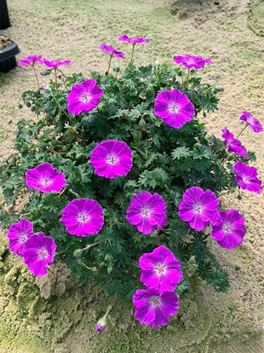 Герань  Frivolius Purple (Фриволиус Пурпл)