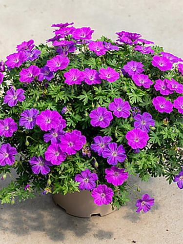 Герань  Frivolius Purple (Фриволиус Пурпл)