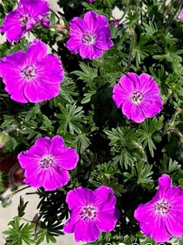 Герань  Frivolius Purple (Фриволиус Пурпл)