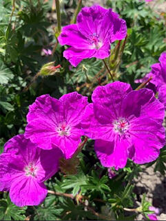 Герань  Frivolius Purple (Фриволиус Пурпл)