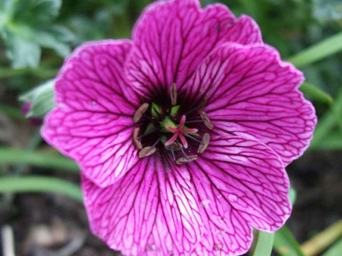Герань садовая Purple Pillow (Пепл Пиллоу)