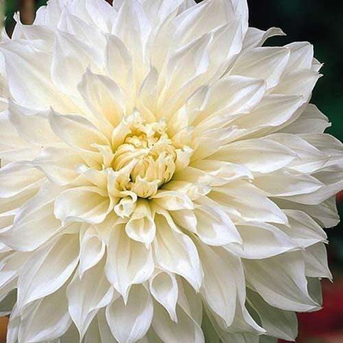 Георгина декоративная макси White Perfection (Уайт Перфекшн)