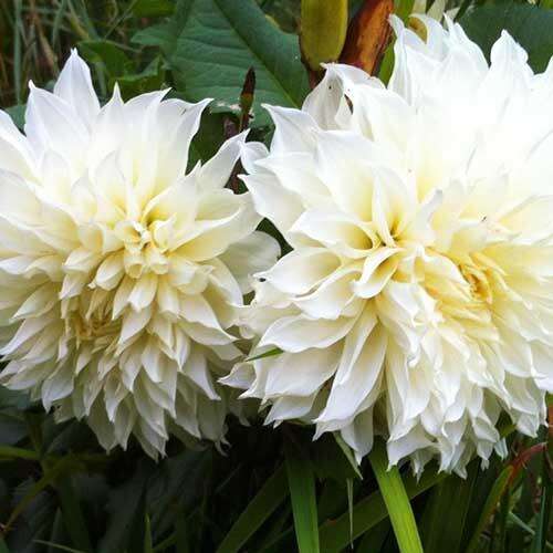 Георгина декоративная макси White Perfection (Уайт Перфекшн)