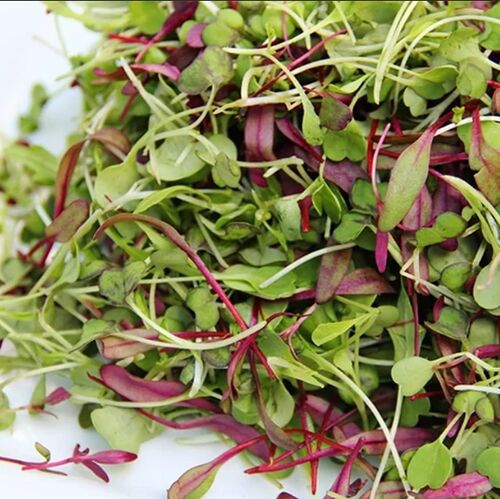 Микрозелень Базилик Ароматный салат (смесь) семена