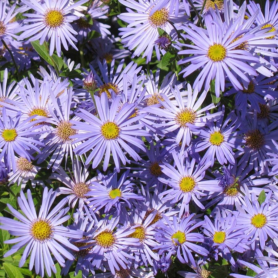 Астра многолетняя кустарниковая (Aster dumosus)