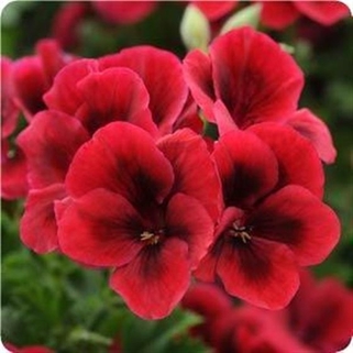 Пеларгония Candy Flowers Bright Red