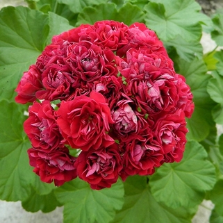 Пеларгония Ungsrisk Appleblossom