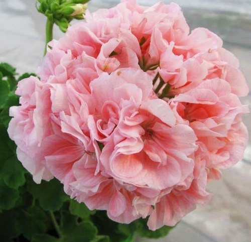Пеларгония Marbacka Rose