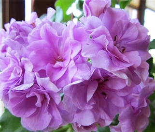 Пеларгония плющелистная PAC Lilac Rose