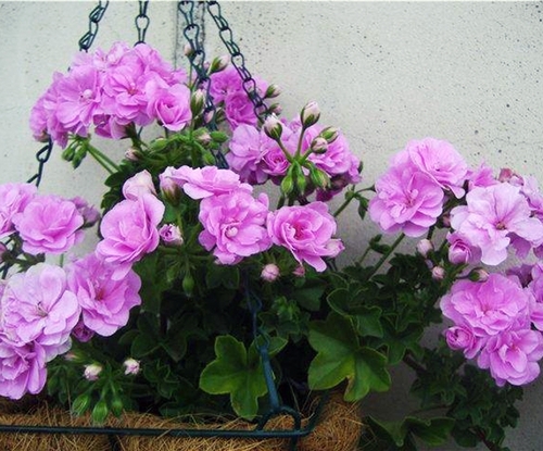 Пеларгония плющелистная PAC Lilac Rose