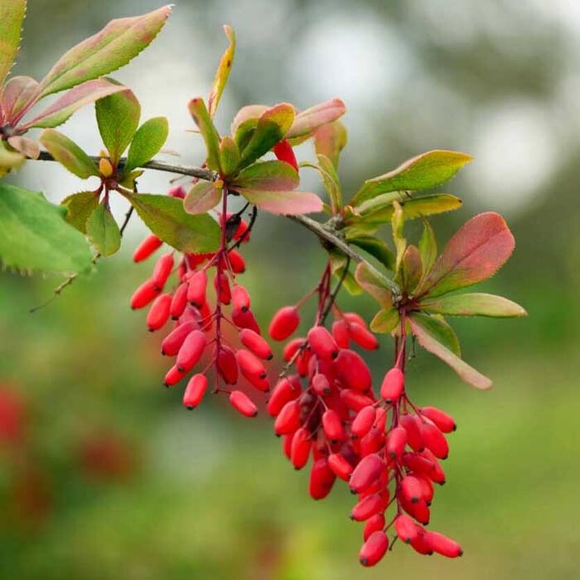 Съедобен ли барбарис. Барбарис обыкновенный - bеrberis vulgаris. Барбарис тунберга кармен. Барбарис обыкновенный съедобный. Лесной барбарис съедобный?.