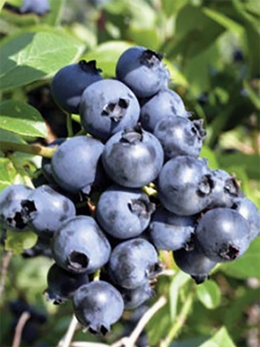 Голубика North blue (Норт Блю)