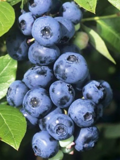 Голубика North blue (Норт Блю)
