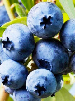 Голубика North blue (Норт Блю)