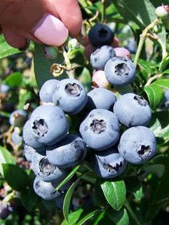 Голубика North blue (Норт Блю)