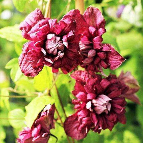 Клематис Purpurea Plena Elegans (Пурпуреа Плена Элеганс) 3 группа