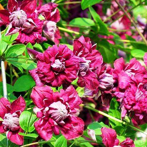 Клематис Purpurea Plena Elegans (Пурпуреа Плена Элеганс) 3 группа