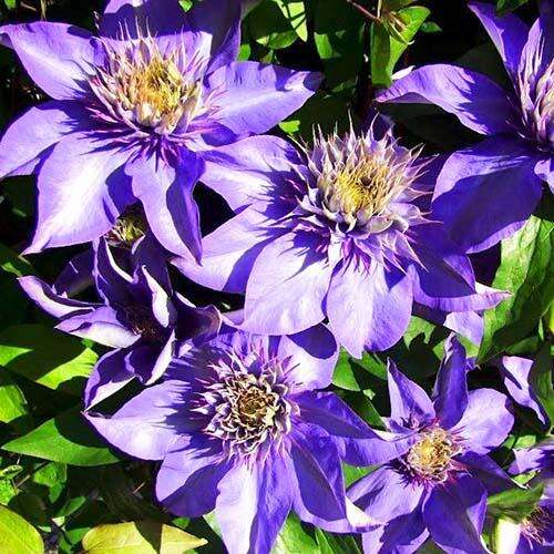 Клематис Multi Blue (Мульти Блю) 2 группа 