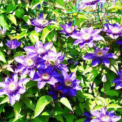 Клематис Multi Blue (Мульти Блю) 2 группа 