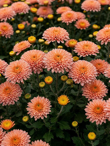 Хризантема мультифлора Фруктис