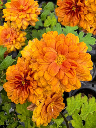 Хризантема мультифлора Арес Бронз