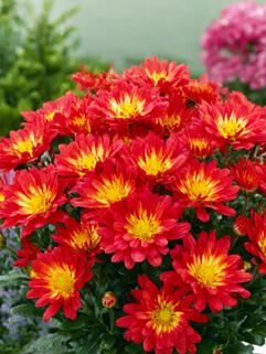 Хризантема горшечная Naxos Fire ( Огонь Наксоса)