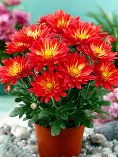 Хризантема горшечная Naxos Fire ( Огонь Наксоса)