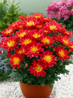 Хризантема горшечная Naxos Fire ( Огонь Наксоса)