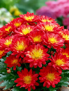 Хризантема горшечная Naxos Fire ( Огонь Наксоса)