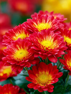 Хризантема горшечная Naxos Fire ( Огонь Наксоса)