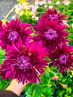 Хризантема корейская Царица Тамара