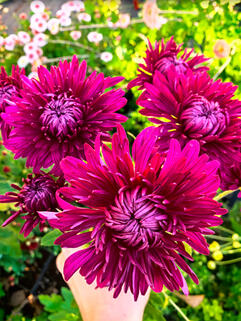 Хризантема корейская Царица Тамара