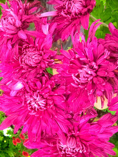 Хризантема корейская Царица Тамара