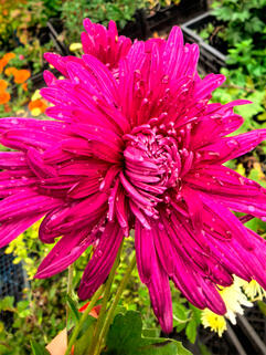 Хризантема корейская Царица Тамара