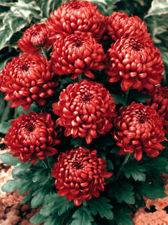 Хризантема горшечная крупноцветковая Tourbillon ( Турбилон)